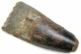 Fossil Spinosaurus Tooth - Feeding Worn Tip #376409-1